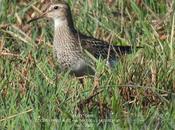 poco frecuente Calidris melanotos