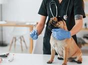 Programa #MejoresAmigos ofrece veterinario gratis para mascotas vulnerables