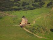 Buitreando Zaframagón