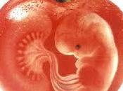 transgénicos revolución alimentaria