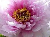 Peonía