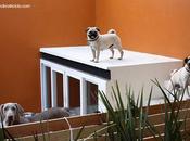 Casa perros