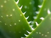 Aloe vera también invierno.