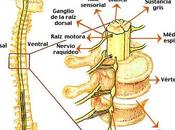 Polineuropatía miopatía enfermo grave