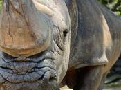 Fallece Pedro BCN, rinoceronte blanco viejo Europa