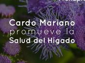 Beneficios Cardo Mariano: promueve salud Hígado