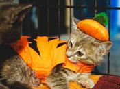 ¡Celebra Halloween Mascotas Petween SaborUSA!
