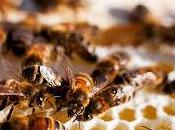 Abejas saben matemáticas