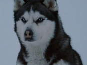 tierna historia perruna