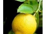 Limón