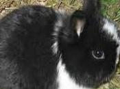 Conejo Enano Angora Holandés