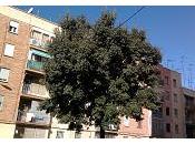 Encina Quercus ilex