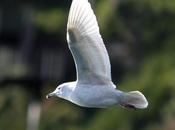 Gaviota polar groenlandesa-larus glaucoides