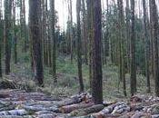 Chile cuenta potencial millones hectáreas bosques para generar energía