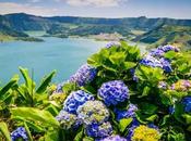 plantas flores para descubrir Azores