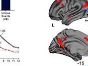 ¿Como cerebro clasifica almacena recuerdos?