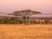 Parque Nacional Serengeti Tanzania, Magia Sabana Africana