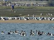 Cientos gaviotas barnaclas