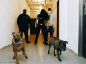 300. Paseando perro