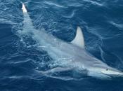 Aparecen Australia primeros tiburones híbridos