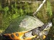 Pseudemys nelsoni tortugas