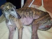 Pedrito, precioso galgo rescatado, busca hogar!!