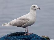 Gaviota polar