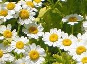 Matricaria