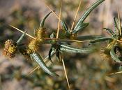 Xanthium Spinosum