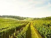 ¿Cuáles características vinos Ribera Duero?