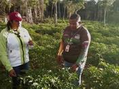 Comuna Agrominera Esequibo produce alimentos para habitantes