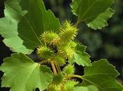 Xanthium Strumarium