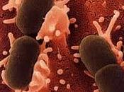 Bacteria Sutterella Afecta Intestino Autistas