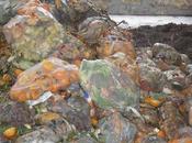 compost biorresiduos como componente sustratos