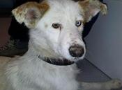 Atropellada, varias fracturas, daños neurológicos, leihsmania.