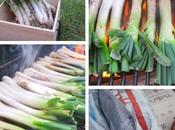 calçots este año.