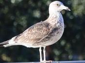Larus fuscus, inmaduro