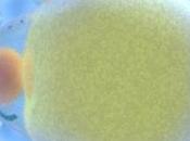 cómo obesidad afecta mitocondrias, según estudio