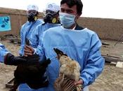 ¿Censura seguridad virológica? caso H5N1