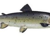 Pescados.. contra Alzheimer? Aquí contamos