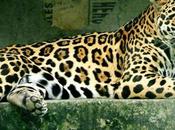 Balam jaguar