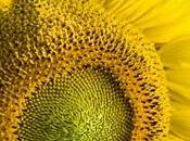 forma eficiente orientar paneles solares: girasol
