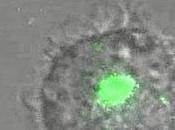 Investigadores graban primera cómo penetra dentro células sistema inmunitario