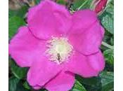 Rosa mosqueta