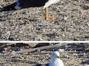 larus foscus barra arena