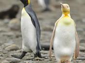 Avistan primera pingüino amarillo
