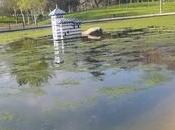 PSOE Talavera denuncia estado lago Alameda, invadido algas malos olores