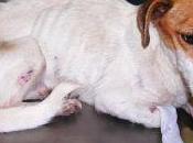 Queen, queda perra, urge acogida-alicante