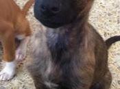 Stich, cachorrito macho, tamaño mediano adopción. (almeria)