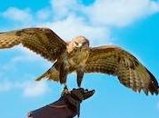 Vuelo Halcón